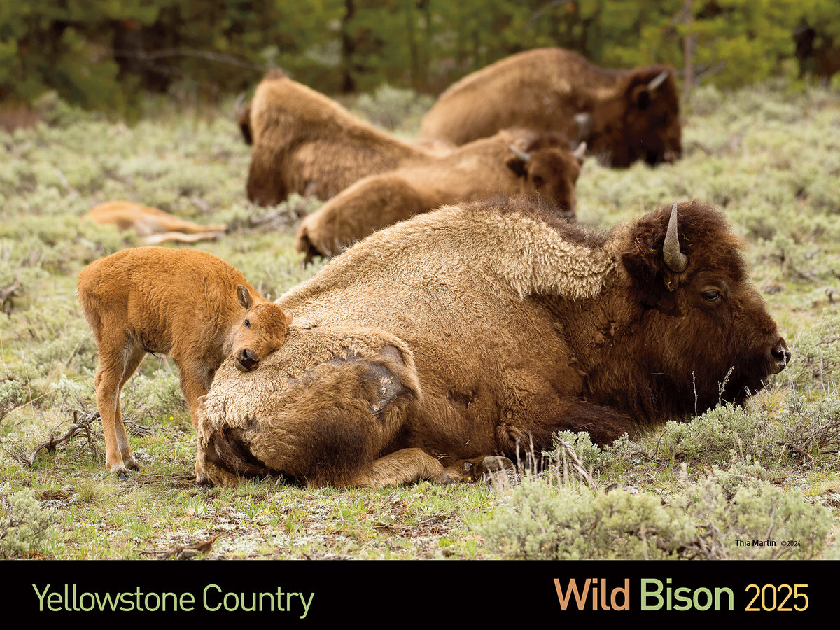 2025 Wild Yellowstone Bison Calendar Buffalo Field Campaign Merchandise