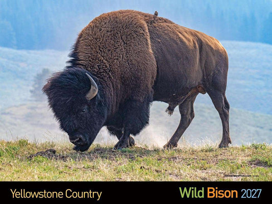 2027 Wild Yellowstone Bison Calendar