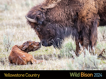 2024 Wild Yellowstone Bison Calendar (10 pack)