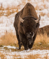 Help Us Save the Buffalo!