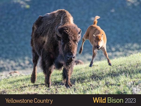 2023 Wild Yellowstone Bison Calendar